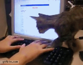 Un chat s'assoit sur les mains et le clavier d'ordinateur